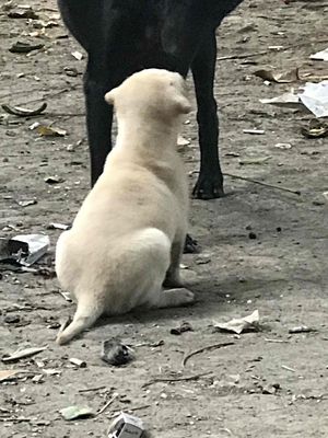 có bé Labrador đực lai muốn gl. Mua bán Chó tại Huyện Bình Chánh Tp Hồ Chí Minh được đăng bởi sơn Nguyễn