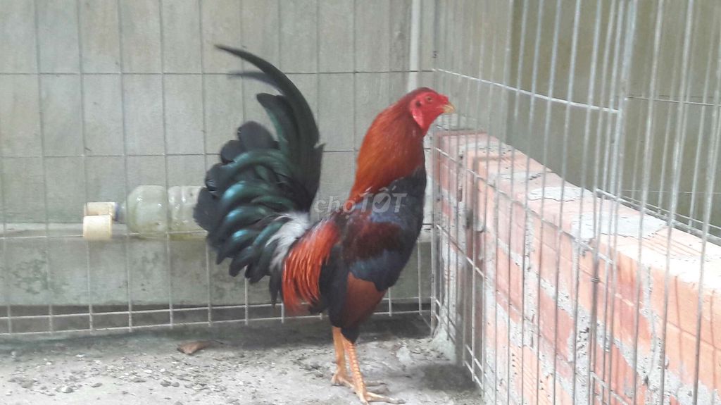 Gà tre 1,460gam. Mua bán Gà tại Huyện Long Hồ Vĩnh Long được đăng bởi BA KHOA hình 1