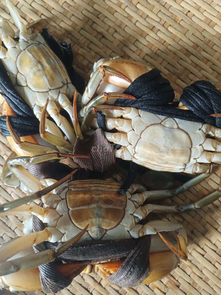 Cua bao ăn. Mua bán Đồ ăn, thực phẩm và các loại khác tại Thành phố Thủ Dầu Một Bình Dương được đăng bởi Lê Minh Trí  hình 2