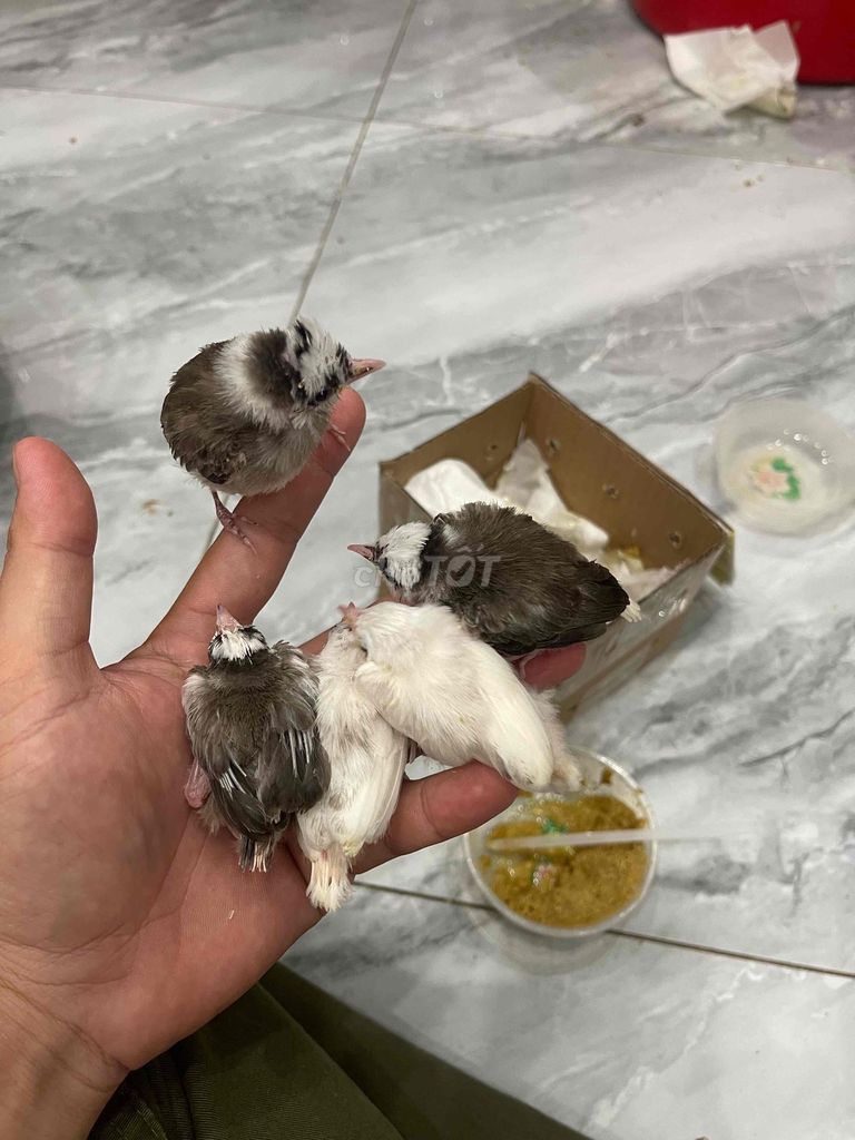 Chim non bông ghen đại. Mua bán Chim tại Thành phố Buôn Ma Thuột Đắk Lắk được đăng bởi Hải hình 1