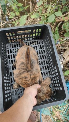 Chó Phú Quốc Vện Cọp