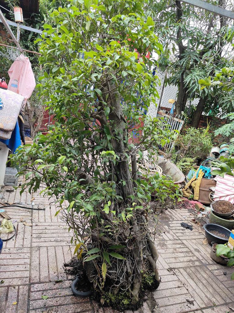 Cây si ôm đá cổ thụ già 30 năm, bệ khủng 175cm. Mua bán Cây cảnh, đồ trang trí tại Thành phố Biên Hòa Đồng Nai được đăng bởi  Danh Bửu Hoà  hình 1