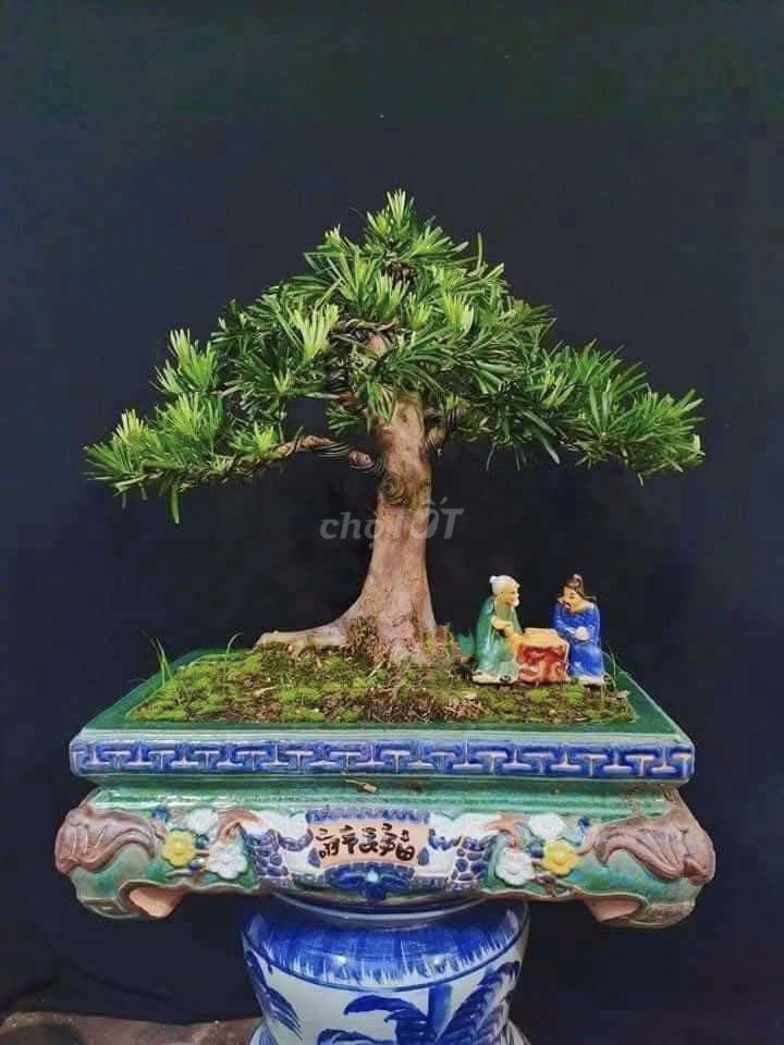 Cây Tùng la hán bonsai cao 55cm