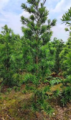 cây tùng La Hán. Mua bán Cây cảnh, đồ trang trí tại Thành phố Ninh Bình Ninh Bình được đăng bởi nhà vườn Bình yên