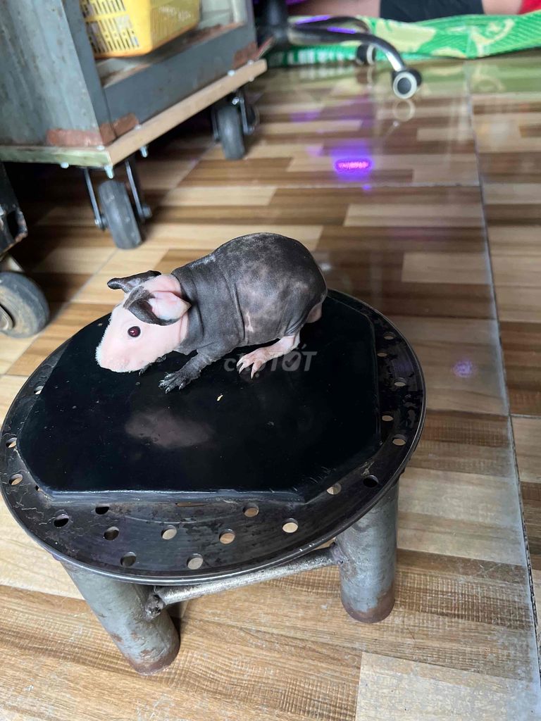 Hà mã mi ni bò sữa,siêu dễ thương,gần1 tháng tuổi. Mua bán Thú cưng khác tại Thành phố Dĩ An Bình Dương được đăng bởi văn minh hình 1