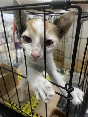 mèo ta. Mua bán Mèo tại Quận 11 Tp Hồ Chí Minh được đăng bởi Lâm Đạt