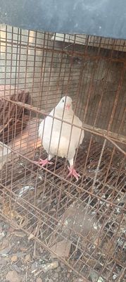 Bồ câu gà trống. Mua bán Thú cưng khác tại Huyện Hóc Môn Tp Hồ Chí Minh được đăng bởi Bixato