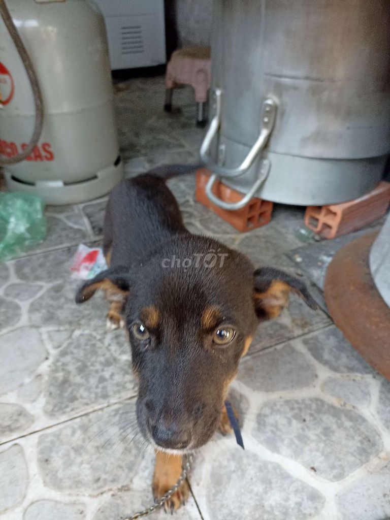 Mik có con chó rottweiler lai becgie muốn bán. Mua bán Chó tại Huyện Cần Giuộc Long An được đăng bởi trần vũ hình 2