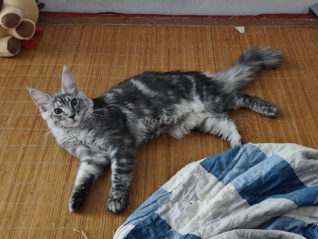 Mèo maine coon. Mua bán Mèo tại Quận Hai Bà Trưng Hà Nội được đăng bởi Giai Thụy hình 1