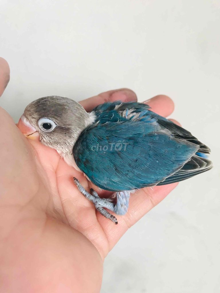 vẹt lovebird