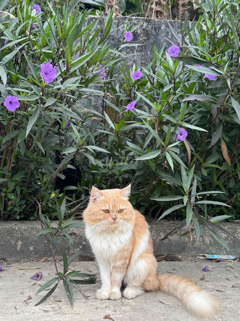 Mèo Cái màu Vàng. Mua bán Mèo tại Thành phố Vinh Nghệ An được đăng bởi Tist Zuest hình 1