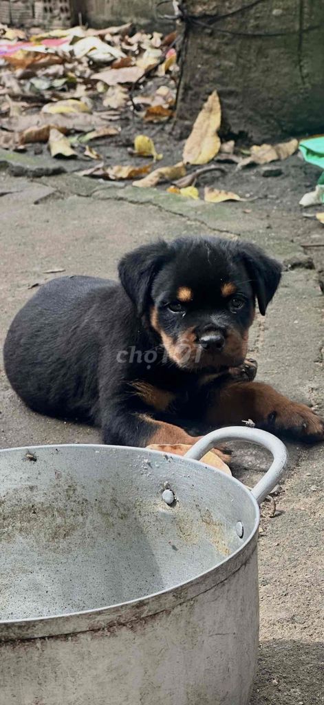 Chó Rottweiler Đực, Cái. Mua bán Chó tại Huyện Long Thành Đồng Nai được đăng bởi NKQ hình 1