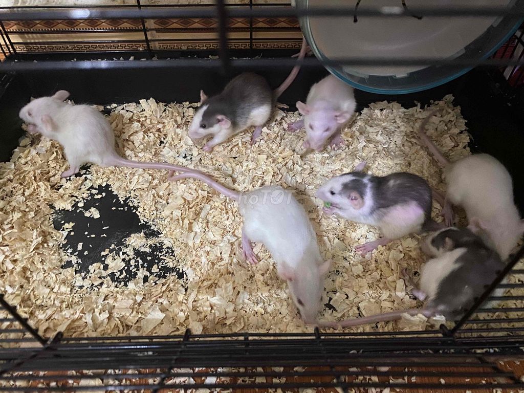 Chuột rat 1 tháng rưỡi tuổi. Mua bán Thú cưng khác tại Huyện Mê Linh Hà Nội được đăng bởi Ng Thanh hình 1