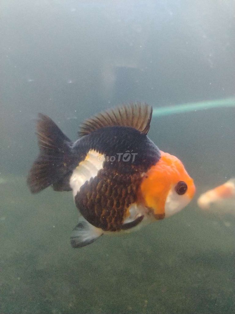 Cá cảnh Oranda Đa sắc 7 con khỏe mạnh. Mua bán Thú cưng khác tại Huyện Phong Điền Cần Thơ được đăng bởi hiếu hình 1