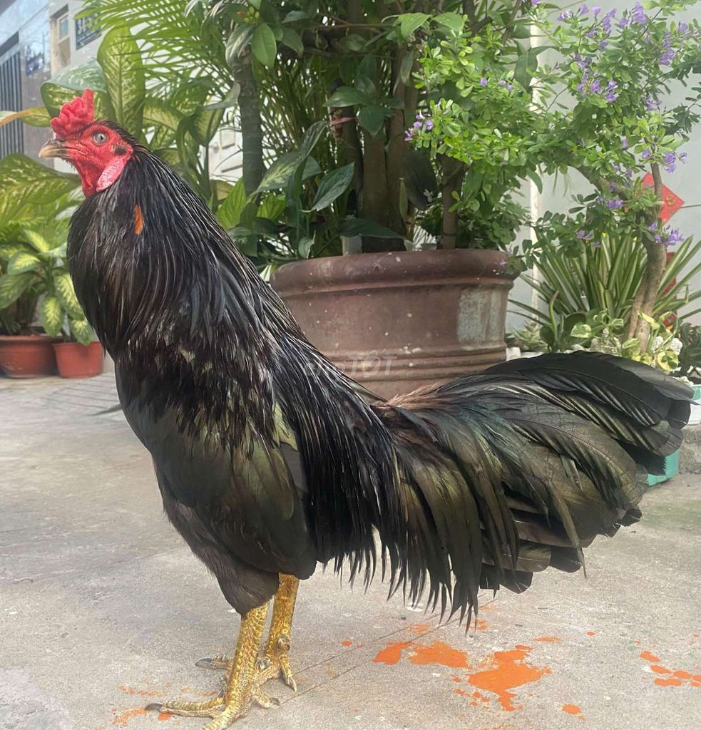 Gà Việt Đen Đực 2.8kg. Mua bán Gà tại Quận 7 Tp Hồ Chí Minh được đăng bởi Đạt gà Việt  hình 1