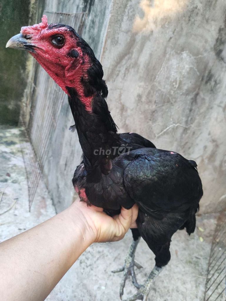 Gà đòn Mái Ô 2.5kg 14. Mua bán Gà tại Quận 1 Tp Hồ Chí Minh được đăng bởi Ngọc Thạch hình 1