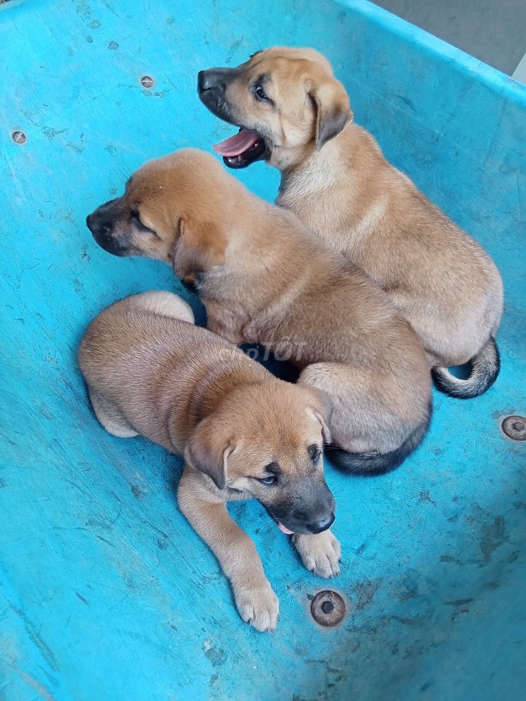 chó thường giống to con.giữ nhà giữ vườn rất khôn. Mua bán Chó tại Huyện Mỏ Cày Bắc Bến Tre được đăng bởi Nhuttruong Ho hình 1