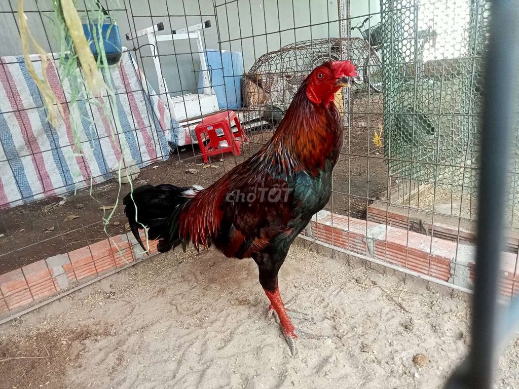 Gà trống điều xanh gà tơ 2.8kg. Mua bán Gà tại Huyện Hóc Môn Tp Hồ Chí Minh được đăng bởi hoạng ga hình 1