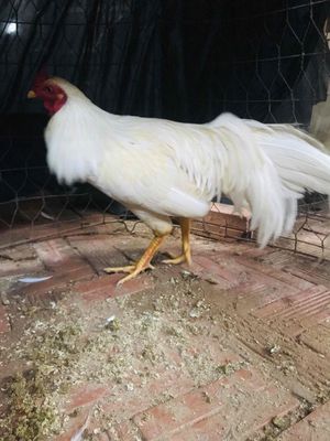 trống tơ 2.6kg tơ zin. Mua bán Gà tại Huyện Mang Thít Vĩnh Long được đăng bởi Hưng Quoc