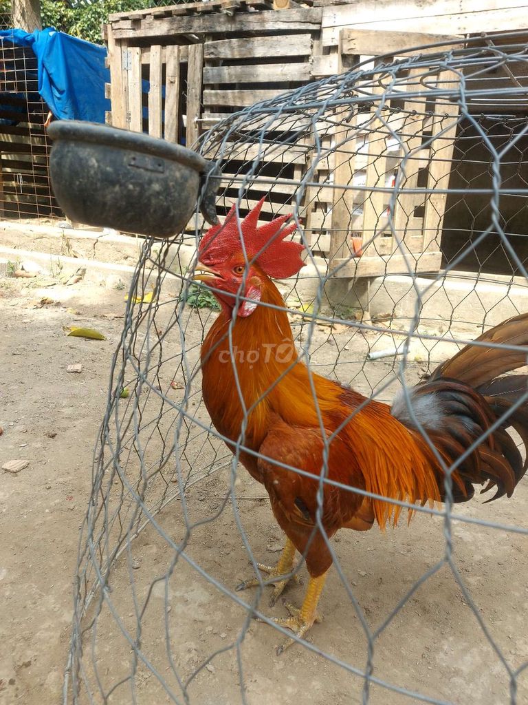 Gà chọi Đực Nâu đỏ 3.1kg Khét mới đẹp. Mua bán Gà tại Huyện Thủ Thừa Long An được đăng bởi Vũ Đinh  hình 1
