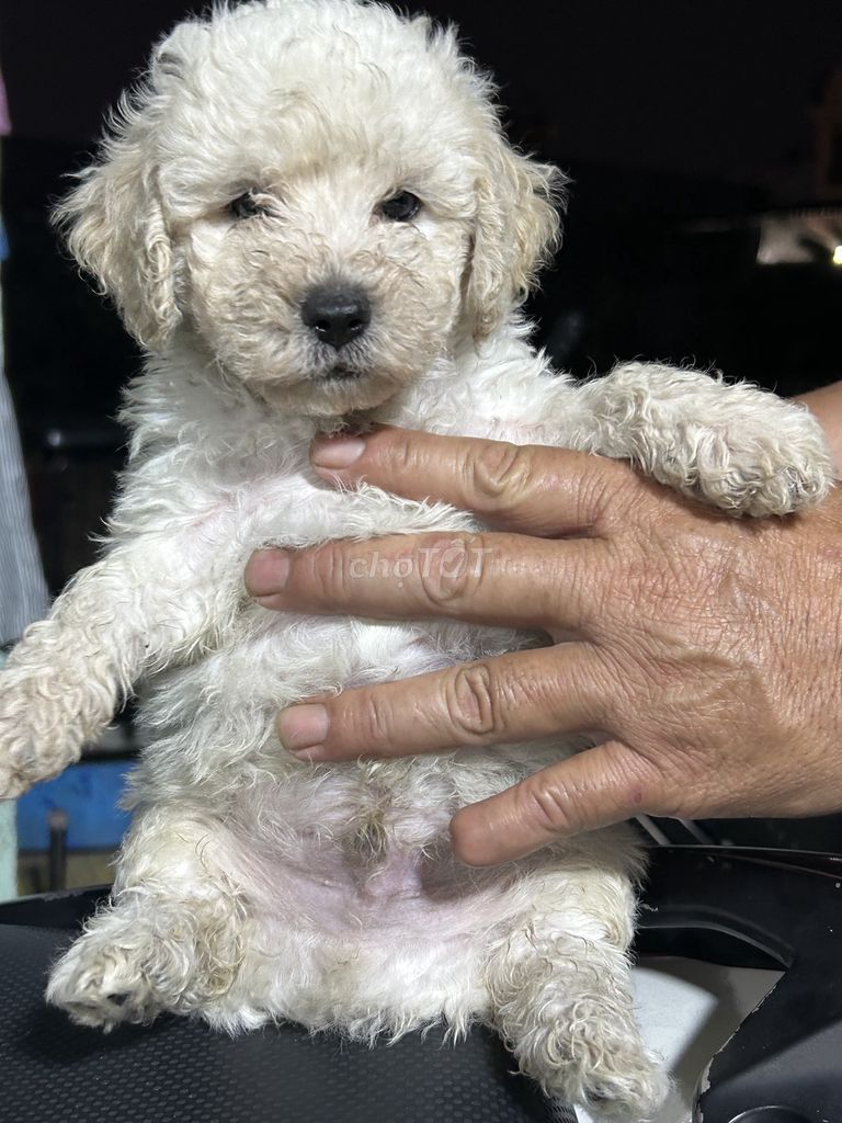Chó Poodle Toy trắng 43 ngày đã tẩy giun. Mua bán Chó tại Huyện Nhà Bè Tp Hồ Chí Minh được đăng bởi Trương Thị Mỹ Phương hình 1