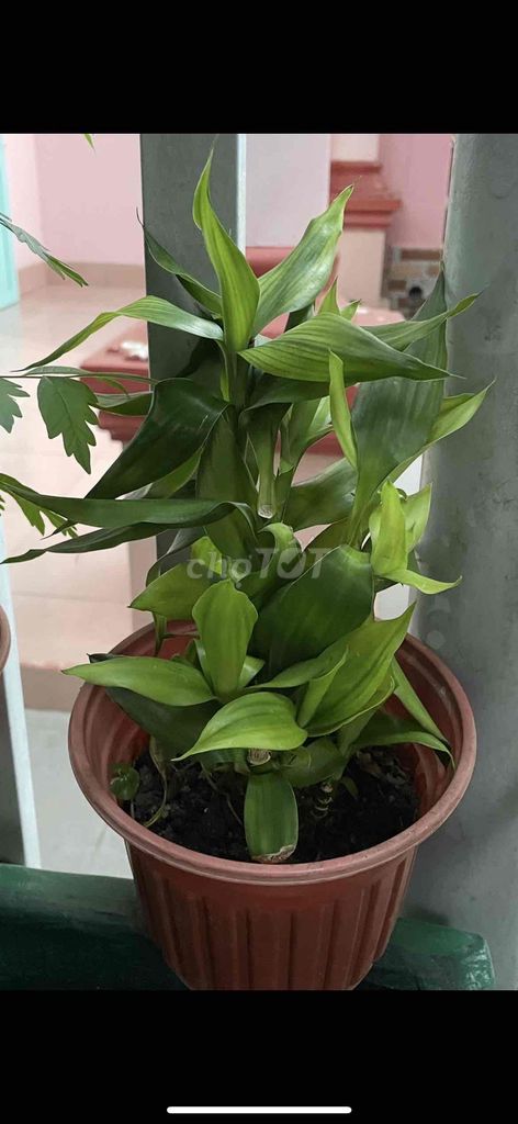 Cây cảnh mini. Mua bán Cây cảnh, đồ trang trí tại Thành phố Bà Rịa Bà Rịa - Vũng Tàu được đăng bởi jenna nguyen hình 1