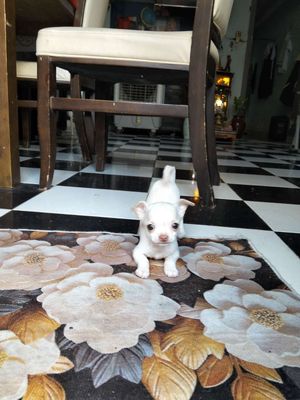 Chó Chihuahua nhỏ màu Trắng