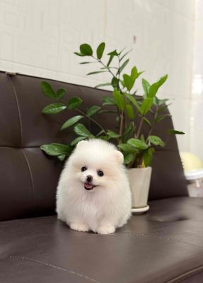 Chó Pomeranian trắng