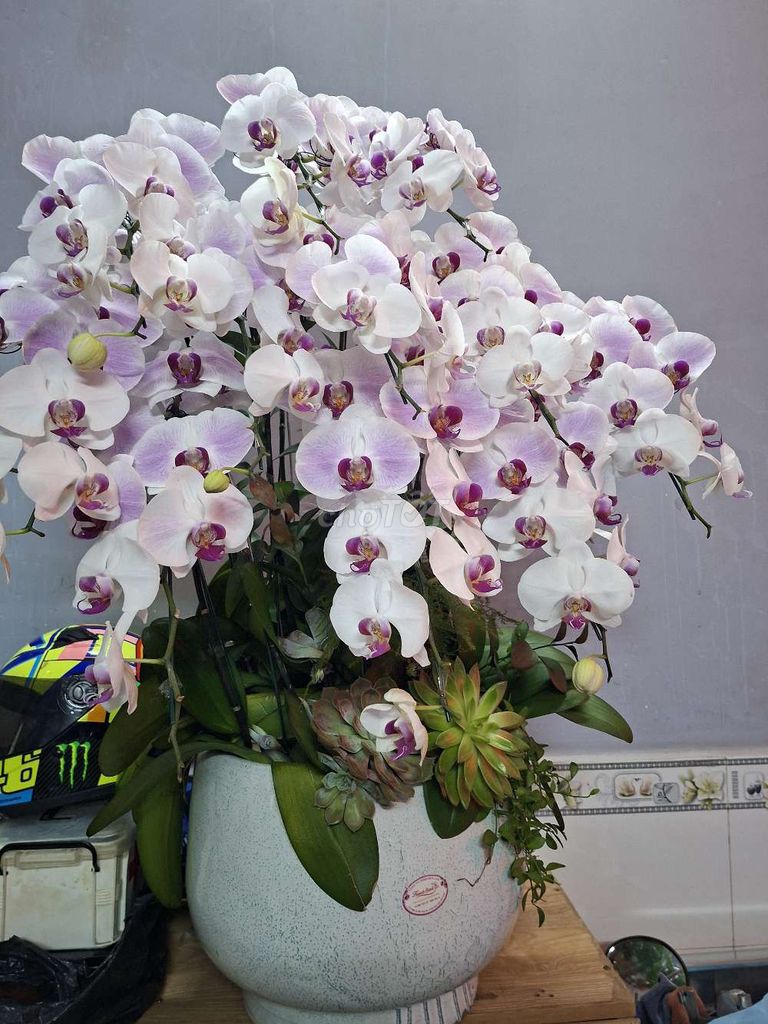 Cây cảnh Hoa lan hồ điệp. Mua bán Cây cảnh, đồ trang trí tại Quận 11 Tp Hồ Chí Minh được đăng bởi A duc hình 1