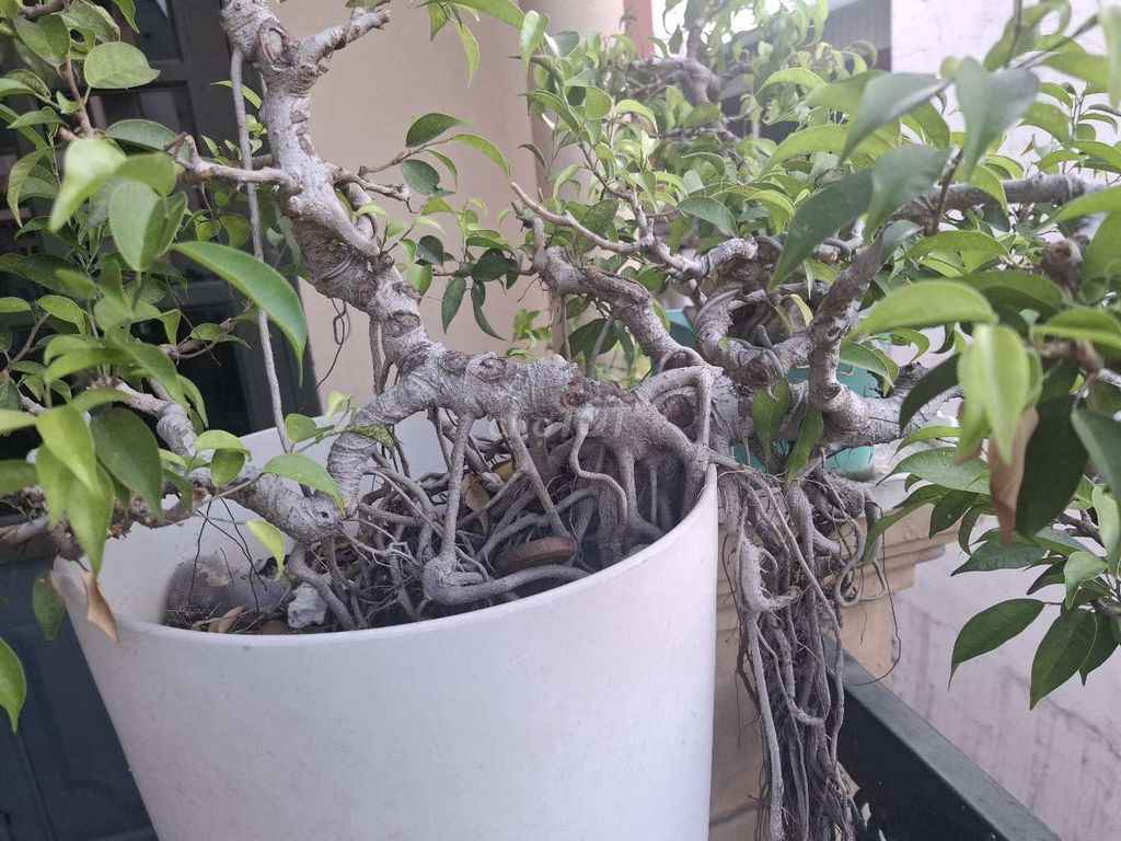 Thanh lý Cây cảnh Sanh Nam Điền Mini. Mua bán Cây cảnh, đồ trang trí tại Quận Tân Bình Tp Hồ Chí Minh được đăng bởi phạm hồng ngọc hình 1