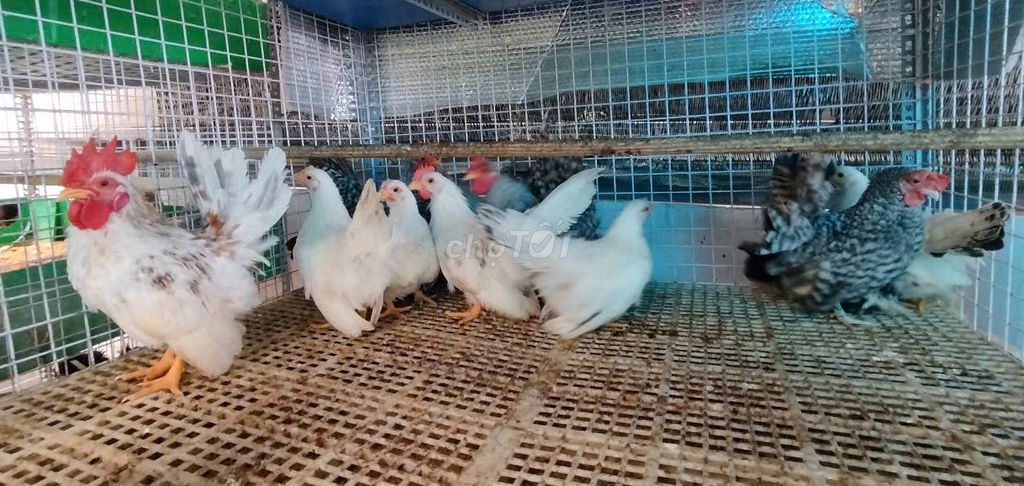 Gà tre kiểng Thái Lan - Mã Lai. Mua bán Gà tại Quận Bình Tân Tp Hồ Chí Minh được đăng bởi Nông Trại Xanh Phương Nam hình 1