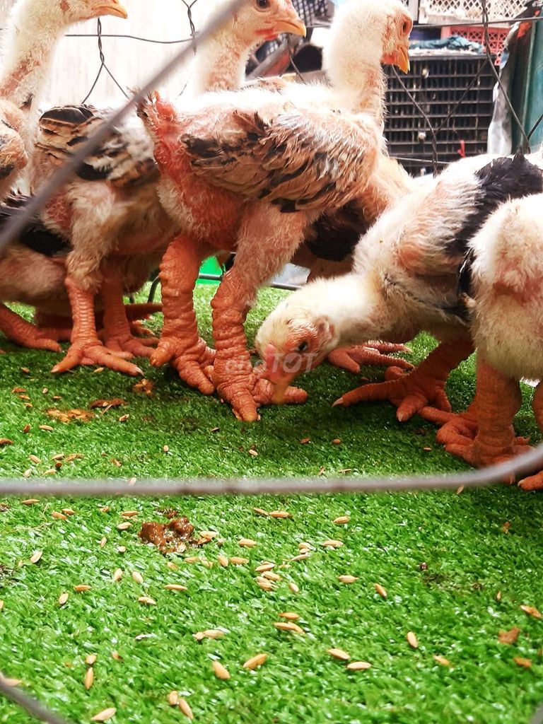 Gà giống 6-8 lạng đã tiêm vacxin đủ ❤️❤️❤️. Mua bán Gà tại Thành phố Thủ Đức Tp Hồ Chí Minh được đăng bởi chuyên cung cấp gà đông tảo thuần chủng  hình 1