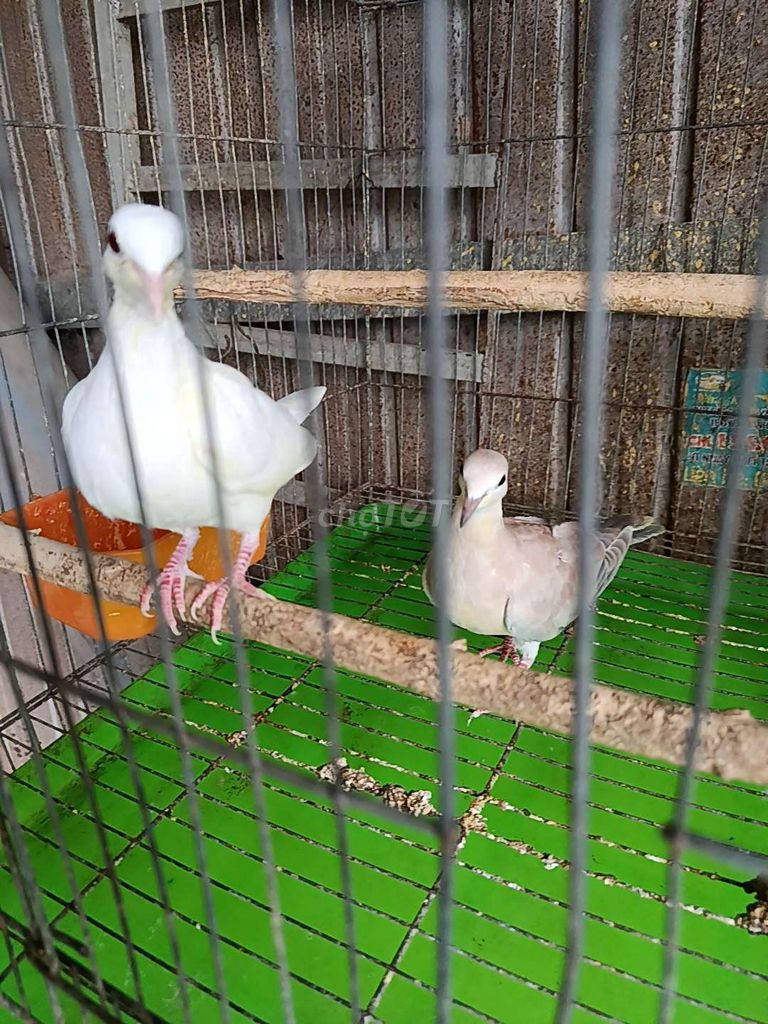 Chim cu pháp. Mua bán Chim tại Thành phố Thuận An Bình Dương được đăng bởi Nhan Nguyen hình 1