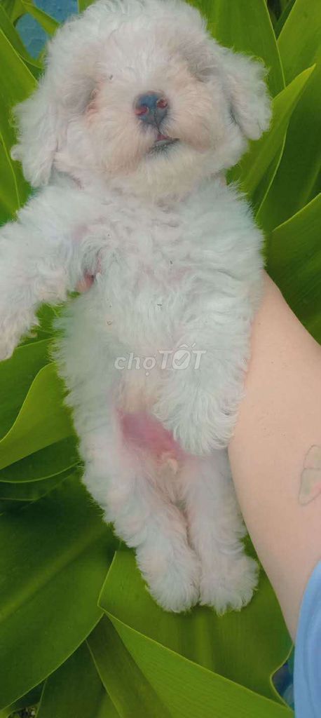 Chó poodle  chân lùn Trắng. Mua bán Chó tại Quận Thốt Nốt Cần Thơ được đăng bởi Vựa Mèo Xinh giá luôn rẻ  bhsk  tốt  hình 1