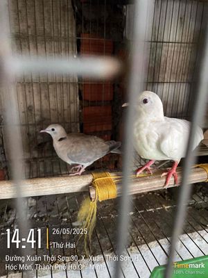 2 con cu pháp. Mua bán Chim tại Huyện Hóc Môn Tp Hồ Chí Minh được đăng bởi Tính