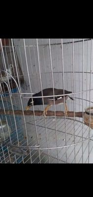 Chim sáo nâu đã hót nhiều. Mua bán Chim tại Thành phố Sóc Trăng Sóc Trăng được đăng bởi gia hân