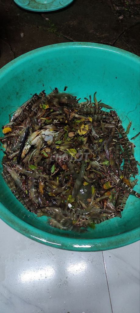 Tôm Sú Lớn - Thiên Nhiên . Mua bán Đồ ăn, thực phẩm và các loại khác tại Huyện Năm Căn Cà Mau được đăng bởi Trần Hoàng Tấn hình 1