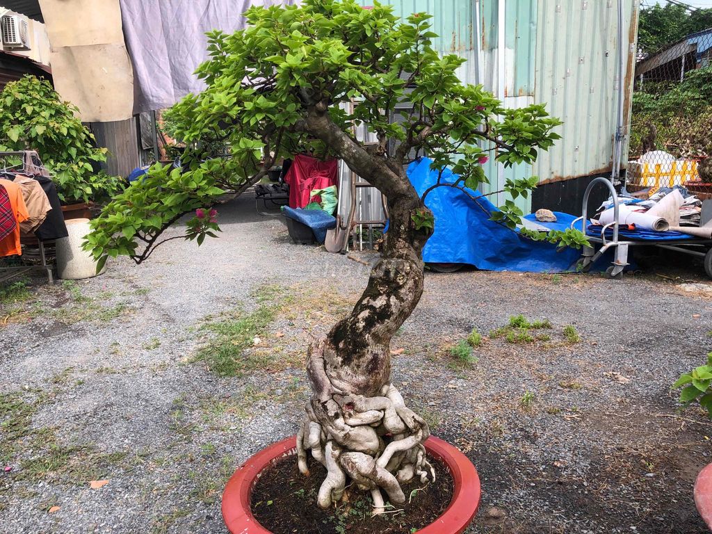 Hoa giấy Mỹ. Mua bán Cây cảnh, đồ trang trí tại Huyện Hóc Môn Tp Hồ Chí Minh được đăng bởi kiều my hình 1