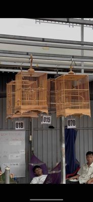 5m chim thi lông mới 2 cái nhất tuần rồi. Mua bán Chim tại Quận 12 Tp Hồ Chí Minh được đăng bởi Trung