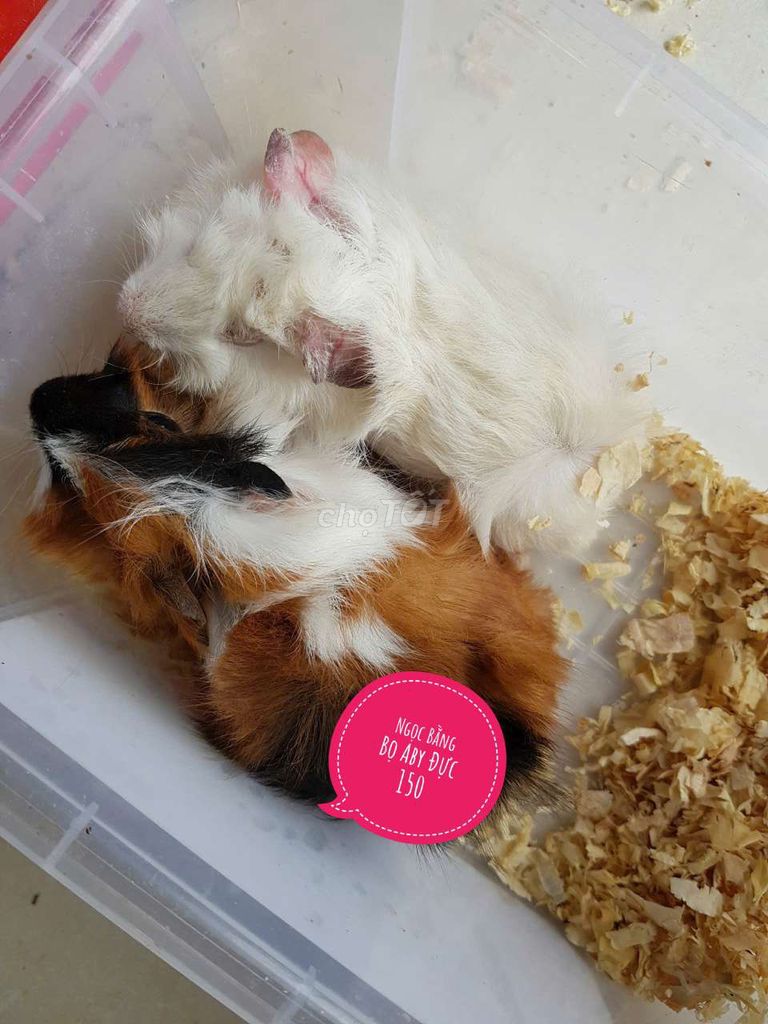 Cặp Bọ Ú Aby tặng 2 bé hamster/ 2 chuột rat