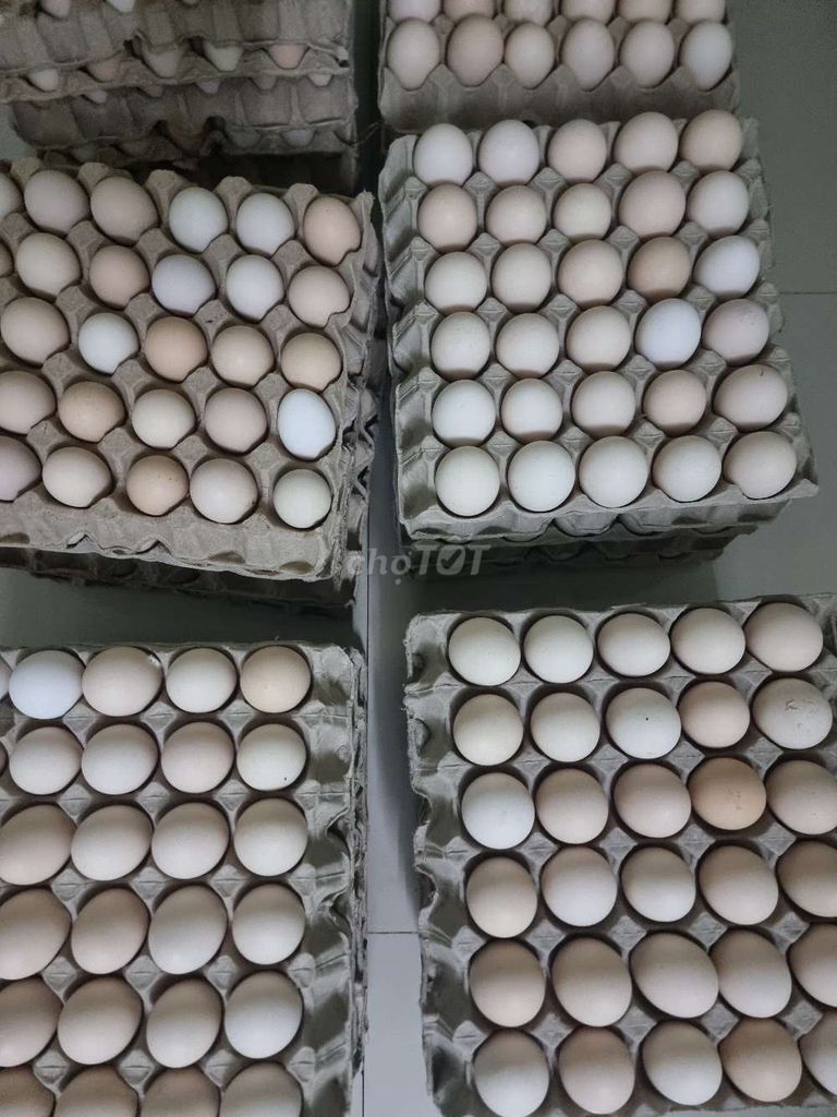 Trứng gà số lượng lớn. Mua bán Đồ ăn, thực phẩm và các loại khác tại Quận Ninh Kiều Cần Thơ được đăng bởi Hồng quang hình 1