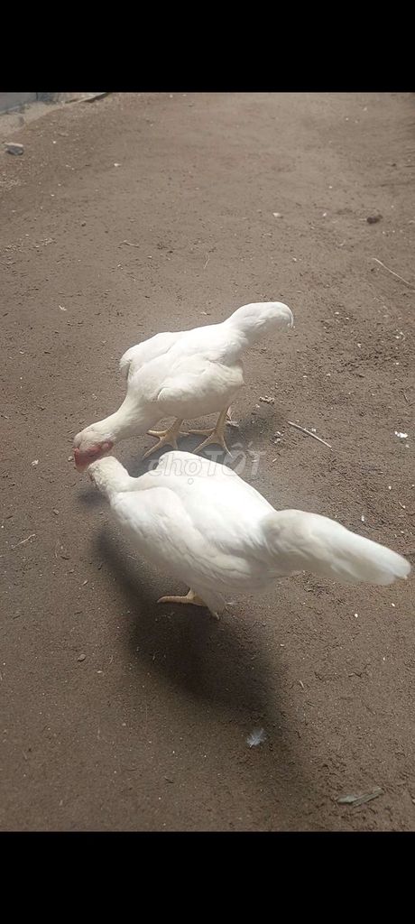 Gà tre trắng 3 tháng 2.5 lạng. Mua bán Gà tại Quận Ninh Kiều Cần Thơ được đăng bởi  ga lai hình 1