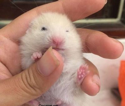 Chuột Hamster Trắng Vàng Kem Cả Hai