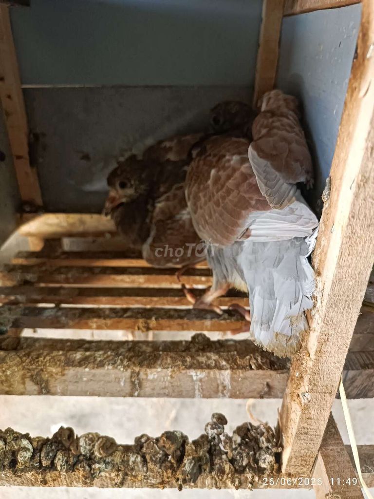 Chim Bồ câu trắng khỏe mạnh. Mua bán Chim tại Huyện Quảng Điền Thừa Thiên Huế được đăng bởi Trương Đình Bách hình 1