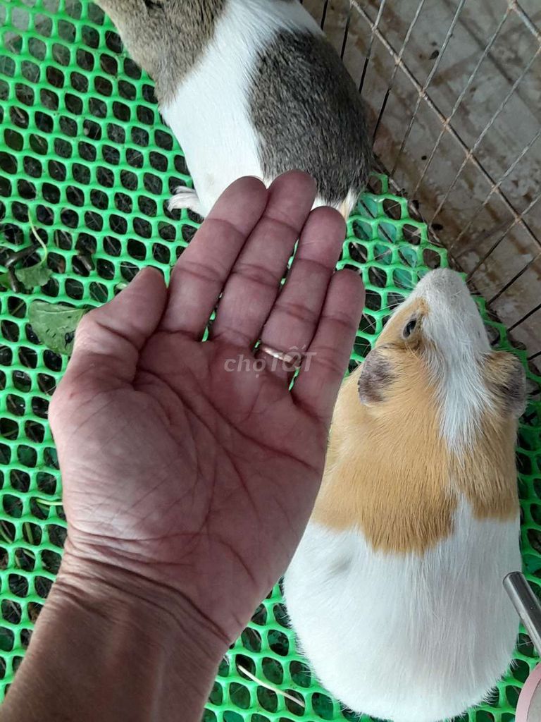 Chuột lang ( Bọ Ú ). Mua bán Thú cưng khác tại Quận Cái Răng Cần Thơ được đăng bởi Thanh Tam hình 1