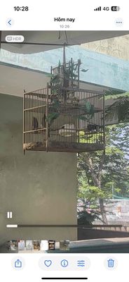 bộ chim mồi bẫy sẩy