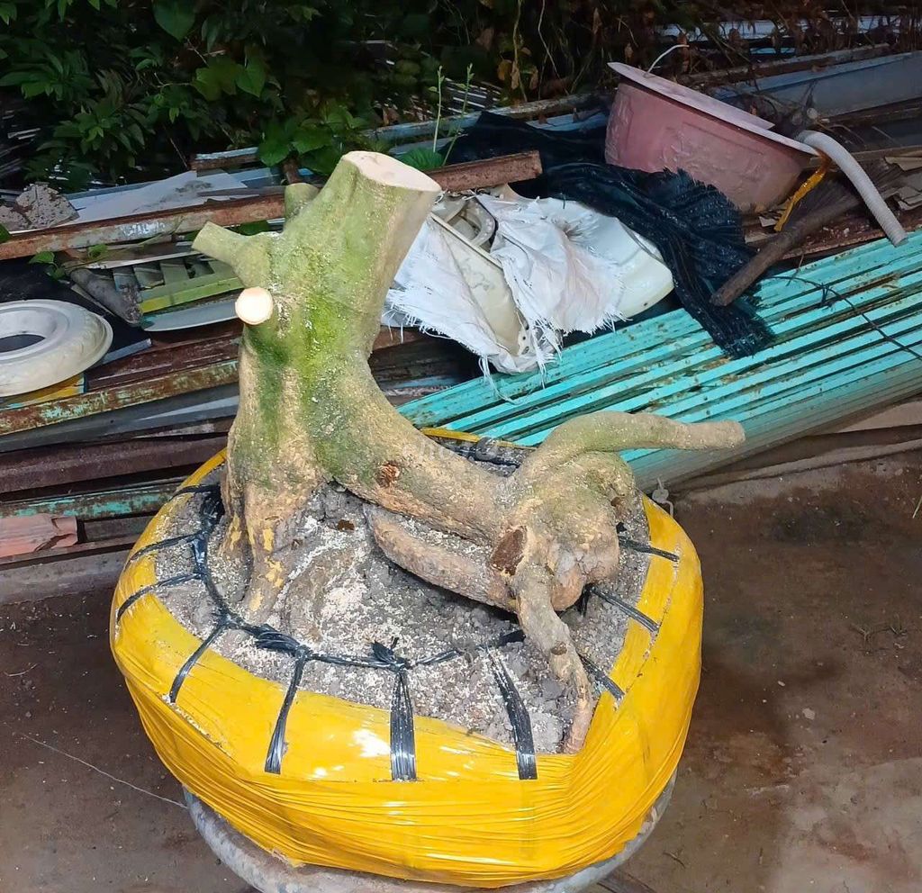 Mai vàng dáng thú 35 cm. Mua bán Cây cảnh, đồ trang trí tại Thành phố Cao Lãnh Đồng Tháp được đăng bởi nguyễn bảo trung hình 1