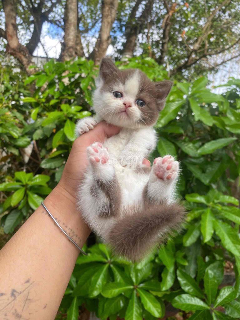 Mèo con tìm chủ. Mua bán Mèo tại Quận 12 Tp Hồ Chí Minh được đăng bởi Huỳnh Thị Tuyết Trinh hình 1