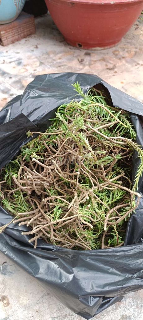 Hoa mười giờ Xanh lá. Mua bán Cây cảnh, đồ trang trí tại Thành phố Thủ Đức Tp Hồ Chí Minh được đăng bởi Trường Hải hình 1