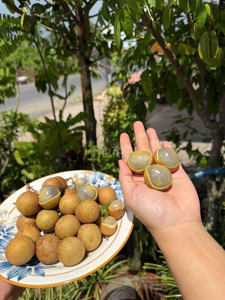 Nhãn Vàng Nâu Ngọt Thanh Mát An Toàn. Mua bán Đồ ăn, thực phẩm và các loại khác tại Thành phố Dĩ An Bình Dương được đăng bởi Trúc Hà hình 1
